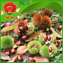 New Seasoned Fresh Chestnuts Healthy Chinese Chestnut